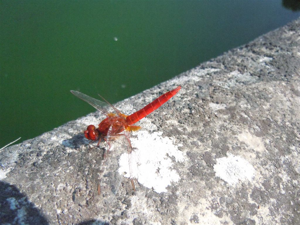 Crocothemis erythraea e Orthetrum coerulescens